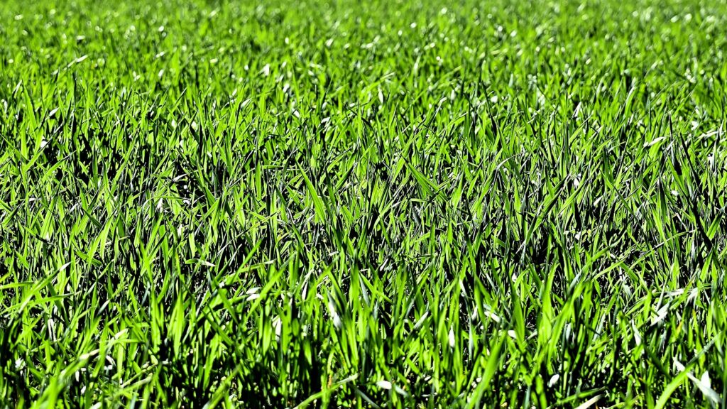 Prepare Soil For Sod Complete Guide From Ideal Rockaway!